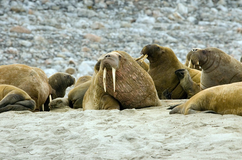 2507  Hvalros10.jpg - Walrus (Odobenus rosmarus) Hvalros, Spitsbergen Norway July 2008
